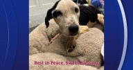 One dog found abandoned behind Lutz gas station, Blessing, dies: Humane Society of Tampa Bay