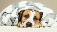 Madera County Warns of Contagious Canine Virus Outbreak
