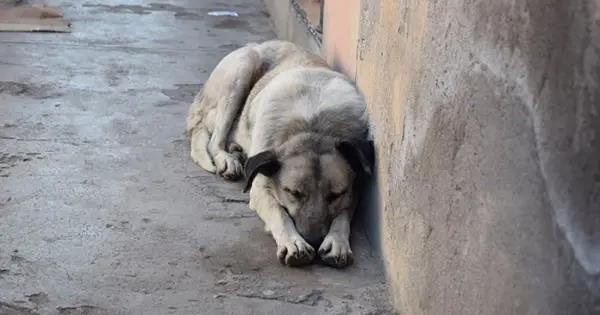 Suman 24 casos de presunto maltrato animal en actual trienio