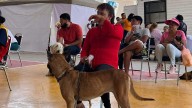 Arrancan brigadas contra la rickettsia en la Laguna