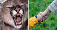 Madre enfrenta a puma con puñetazos para salvar la vida de su hijo en USA
