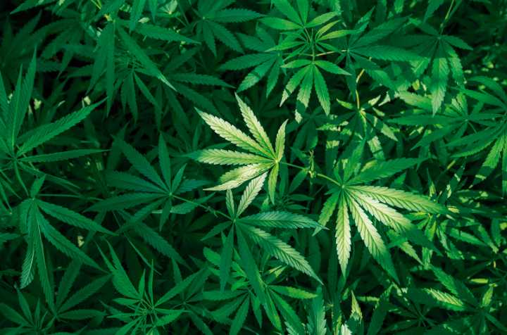 $8 billones en ventas en marihuana desde que se oficializó en Massachusetts