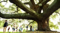 Ceremony and unveiling of historical marker to commemorate the Liberty Tree