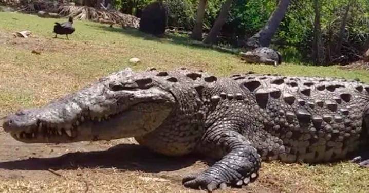Muere 'Tío Lucho', el cocodrilo más icónico de Laguna Ventanilla en Oaxaca