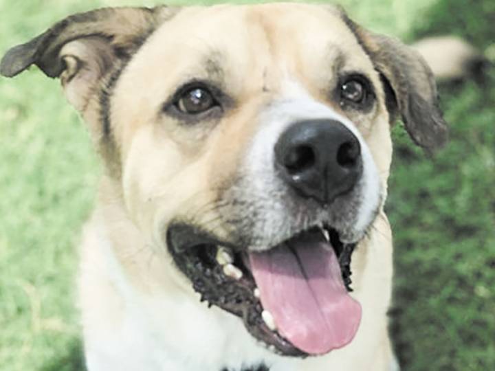Pet of the week • 08