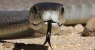 One of world’s deadliest snakes help scientists find pollution