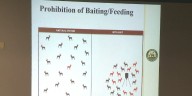 Louisiana expands deer disease control zone after sick deer found