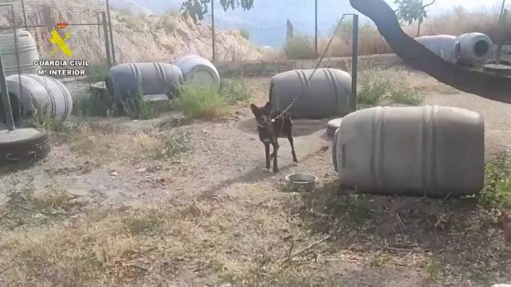 Dos investigados por maltrato animal a 17 perros y diez équidos en una finca de Granada