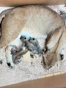 The Denver Zoo has 4 new lion cubs, but you won’t see them for a while