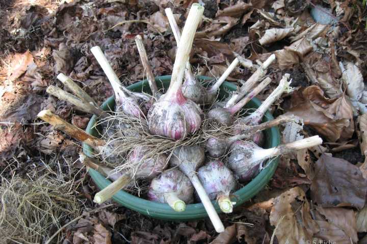Column: The glory of garlic