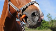 Hold your horses! It’s nearly time to celebrate British Carrot Day