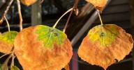 Colorado's fall colors could be duller this year -