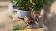 Dog Cruelly Tied To Tree In Missouri Spends Hours Hoping His Owners Would Come Back