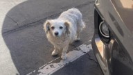 One Rescuer Couldn’t Save Her, But Another Made Sure This California Pup Found Safety