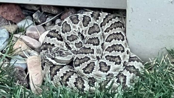 Officials urge caution after multiple rattlesnakes spotted in Draper neighborhoods
