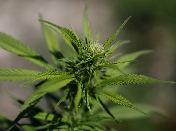 Yakima County Vote Could Lift or Keep Marijuana Ban in November
