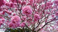 La joya de la primavera: el árbol con flores rosas y bajo mantenimiento, perfecto para tu vereda