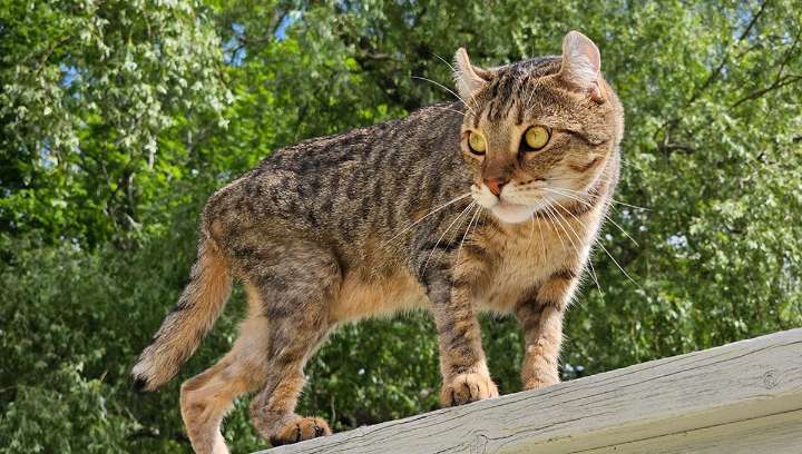 Part Desert Lynx, Part Jungle Curl: Meet The New Highlander Cat