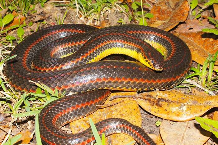 FWC seeks reports of sightings in Florida of rare rainbow snake