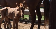 Chincoteague foal found without mother gets taken in by nurturing mare