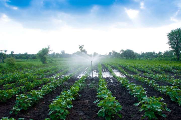 Gobierno aprobó “Marco orientador de cultivos para la campaña agrícola 2025/2026”