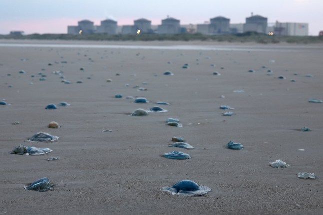 Nuclear power plant forced to shut down after jellyfish infestation