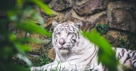 Murió Indira, la tigresa de bengala de 21 años del zoológico de Cali, ¿Qué pasó?