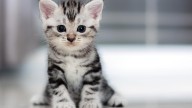 Ten Lives Club and Slomba team up for pop