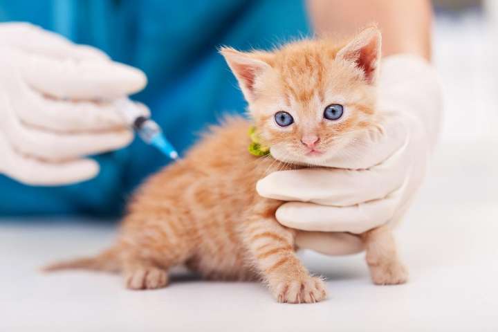 Panleucopenia felina, enfermedad grave que afecta a los gatos