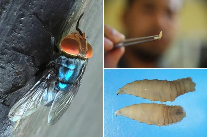 What to know about screwworm amid US human case of flesh