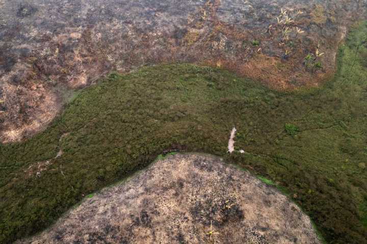 La deforestación en la Amazonía brasileña sube un 4 % en el último año tras varias caídas – NotiCel 