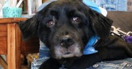 SAINT's senior dog adoption event a 'massive success'