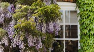 Don’t make this mistake — 5 plants you should never grow near your house, and why