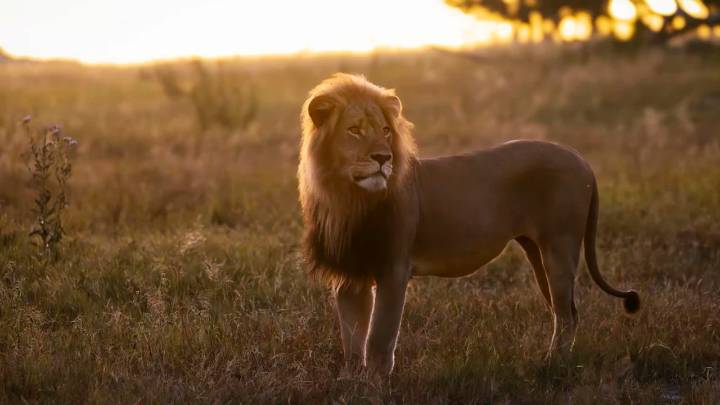 Era uno de los leones más queridos del mundo, pero ahora es el trofeo de un cazador