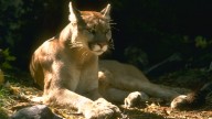 Mountain lion attacks 11-year-old girl in Malibu, then chases her mother