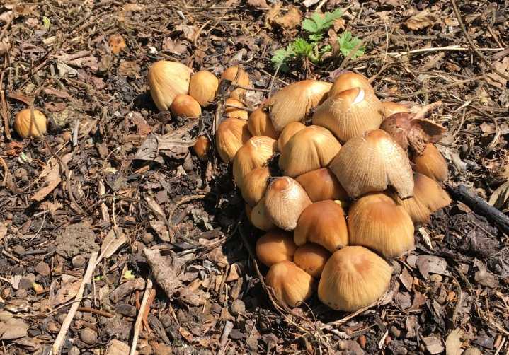 Have expert check a tree marked with mushrooms