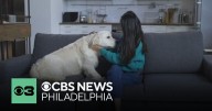 Experts say pets can experience depression as kids head back to school