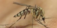Alachua County health leaders issue warning after several chickens test positive for West Nile virus