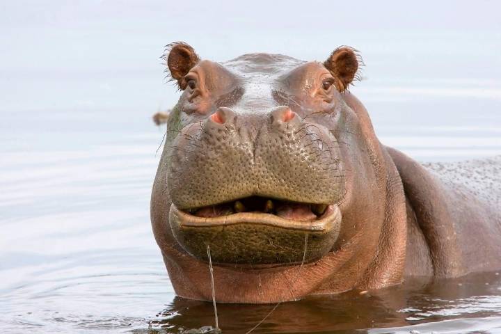Denver Zoo to Say Goodbye to Its Last Hippo After 22 Years