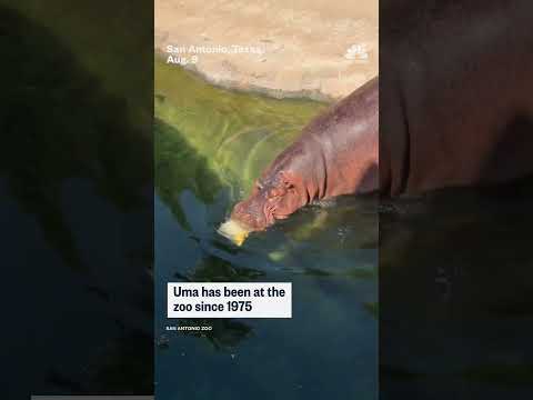 Hippo celebrates 51st birthday at San Antonio Zoo
