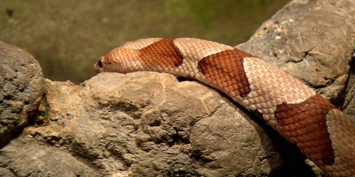 Why you may see more copperhead snakes in August