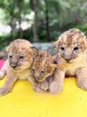 Confirman excelente estado de salud de los tres cachorros de león nacidos en el zoológico Chorros de Milla