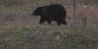 Florida approves first black bear hunt in nearly a decade
