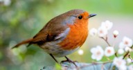 Gardeners urged to put one household food out for robins as soon as possible