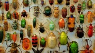 Bug lover? Natural History Museum of Utah hosts BugFest this weekend