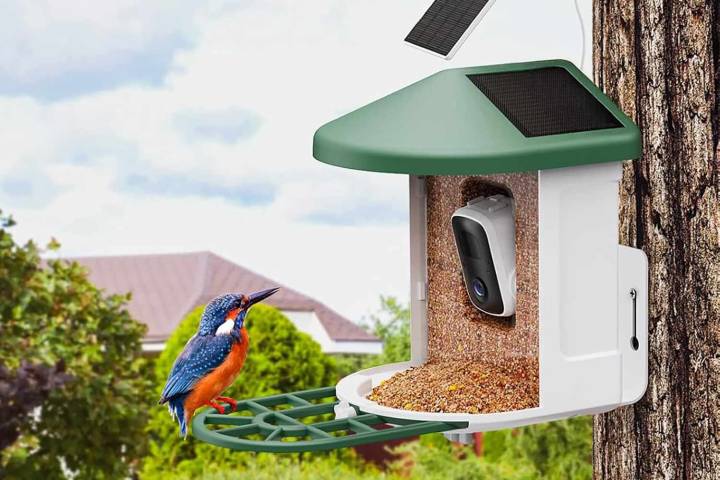 This Camera Bird Feeder Allows You to See Them Up Close