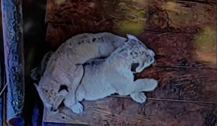 Un triple milagro de la naturaleza: El Zoológico Chorros de Mérida celebra el nacimiento de tres leones (VIDEO)
