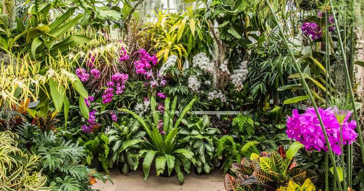 7 Botanical Events for Plant Lovers in the DC Area
