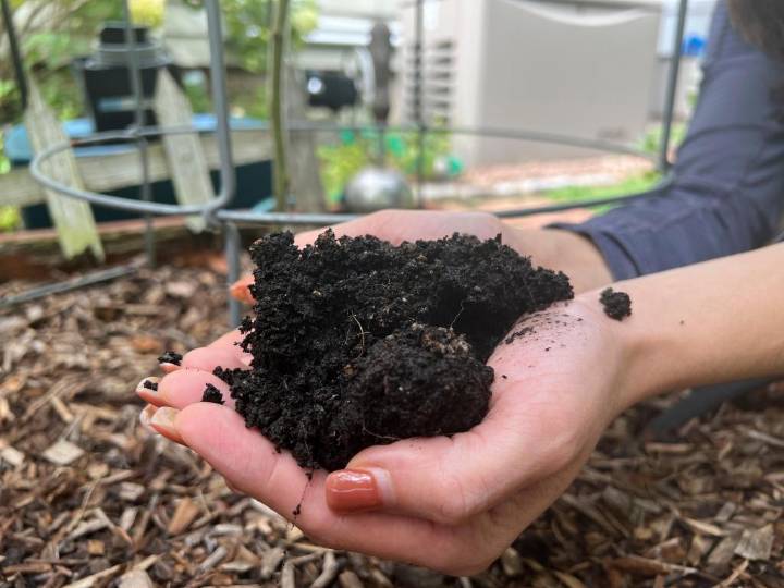 Gardening’s hidden benefits: How digging in the dirt could bolster mental wellbeing