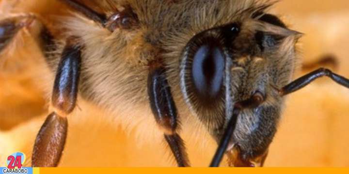 Veneno de abeja eliminó células de cáncer de mama en laboratorio